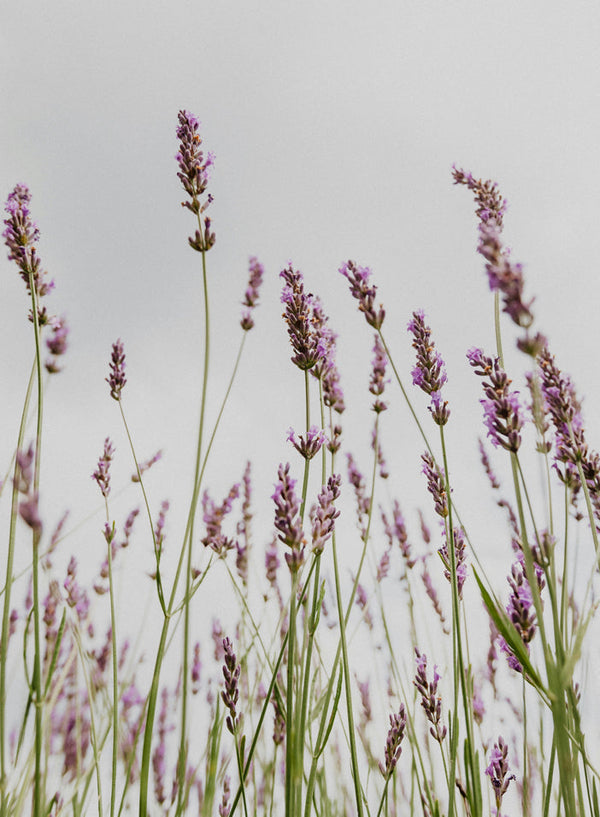 Sun-Kissed Scents: Transform Your Home with These Summer Fragrances