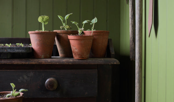 Into the Potting Shed