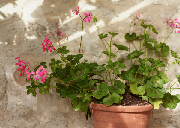 The Gentle Glory of Geraniums